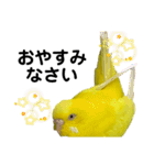 セキセイインコ ピッピちゃんの敬語（個別スタンプ：17）