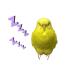 セキセイインコ ピッピちゃんの敬語（個別スタンプ：18）