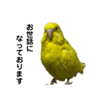セキセイインコ ピッピちゃんの敬語（個別スタンプ：19）