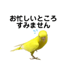 セキセイインコ ピッピちゃんの敬語（個別スタンプ：20）