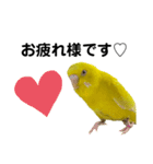 セキセイインコ ピッピちゃんの敬語（個別スタンプ：21）