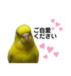 セキセイインコ ピッピちゃんの敬語（個別スタンプ：22）