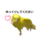 セキセイインコ ピッピちゃんの敬語（個別スタンプ：23）