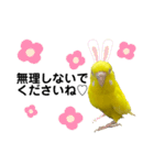 セキセイインコ ピッピちゃんの敬語（個別スタンプ：24）