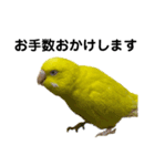 セキセイインコ ピッピちゃんの敬語（個別スタンプ：25）