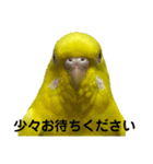 セキセイインコ ピッピちゃんの敬語（個別スタンプ：26）