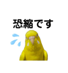セキセイインコ ピッピちゃんの敬語（個別スタンプ：28）