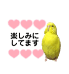 セキセイインコ ピッピちゃんの敬語（個別スタンプ：30）
