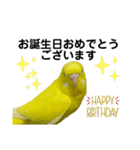 セキセイインコ ピッピちゃんの敬語（個別スタンプ：31）