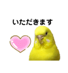 セキセイインコ ピッピちゃんの敬語（個別スタンプ：32）
