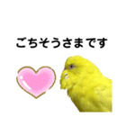 セキセイインコ ピッピちゃんの敬語（個別スタンプ：33）