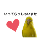 セキセイインコ ピッピちゃんの敬語（個別スタンプ：34）