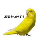 セキセイインコ ピッピちゃんの敬語（個別スタンプ：35）