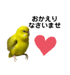 セキセイインコ ピッピちゃんの敬語（個別スタンプ：36）
