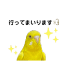 セキセイインコ ピッピちゃんの敬語（個別スタンプ：37）