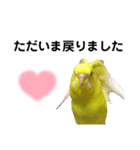 セキセイインコ ピッピちゃんの敬語（個別スタンプ：38）