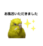 セキセイインコ ピッピちゃんの敬語（個別スタンプ：39）
