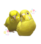 セキセイインコ ピッピちゃんの敬語（個別スタンプ：40）