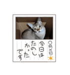 まめ太郎の毎日（個別スタンプ：5）