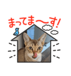 まめ太郎の毎日（個別スタンプ：8）