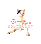 ねこ★デザインスタンプ（個別スタンプ：1）