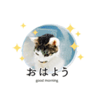 ねこ★デザインスタンプ（個別スタンプ：9）