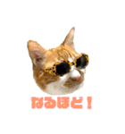 ねこ★デザインスタンプ（個別スタンプ：16）