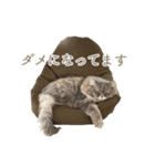 ねこ★デザインスタンプ（個別スタンプ：22）