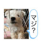 ウェスティの良く使うBEST（個別スタンプ：3）