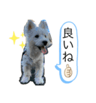 ウェスティの良く使うBEST（個別スタンプ：4）