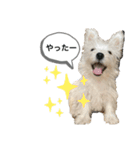 ウェスティの良く使うBEST（個別スタンプ：8）