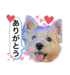 ウェスティの良く使うBEST（個別スタンプ：9）