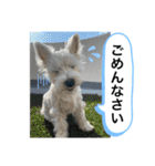 ウェスティの良く使うBEST（個別スタンプ：10）