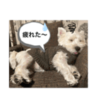 ウェスティの良く使うBEST（個別スタンプ：15）
