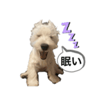 ウェスティの良く使うBEST（個別スタンプ：16）