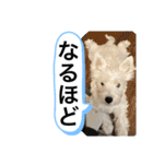 ウェスティの良く使うBEST（個別スタンプ：17）