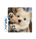 ウェスティの良く使うBEST（個別スタンプ：21）