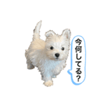 ウェスティの良く使うBEST（個別スタンプ：22）