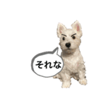 ウェスティの良く使うBEST（個別スタンプ：23）