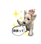ウェスティの良く使うBEST（個別スタンプ：24）
