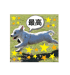 ウェスティの良く使うBEST（個別スタンプ：25）