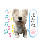 ウェスティの良く使うBEST（個別スタンプ：26）