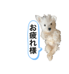 ウェスティの良く使うBEST（個別スタンプ：27）