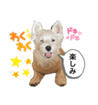ウェスティの良く使うBEST（個別スタンプ：28）