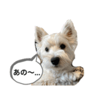 ウェスティの良く使うBEST（個別スタンプ：29）
