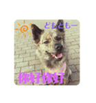 台湾犬が話す日常中国語と日本語。（個別スタンプ：1）