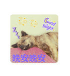 台湾犬が話す日常中国語と日本語。（個別スタンプ：2）