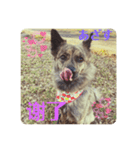 台湾犬が話す日常中国語と日本語。（個別スタンプ：3）