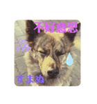 台湾犬が話す日常中国語と日本語。（個別スタンプ：4）