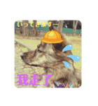 台湾犬が話す日常中国語と日本語。（個別スタンプ：5）